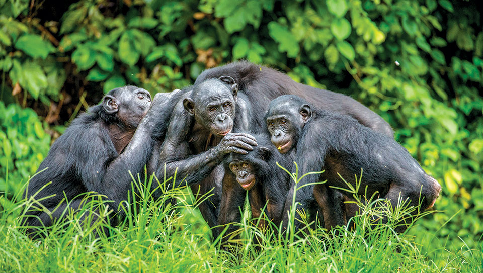 Endangered Species: Bonobos