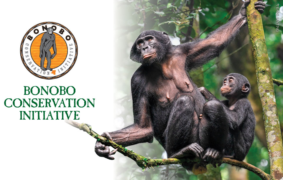 Bonobo Conservation Initiative